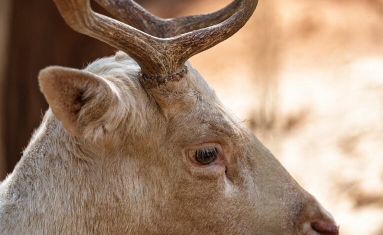 institutional identifier oversight profile