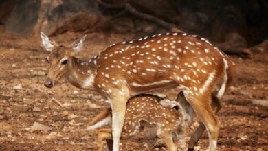 skyline liaison corridor axis