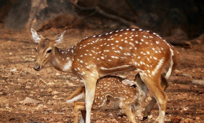 skyline liaison corridor axis