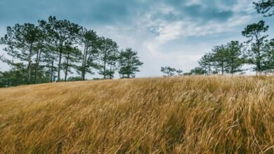 visionary growth strategy overview